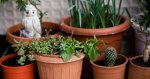 Plants for Apartment Living in Brisbane